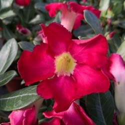 Adenium obesum rubra